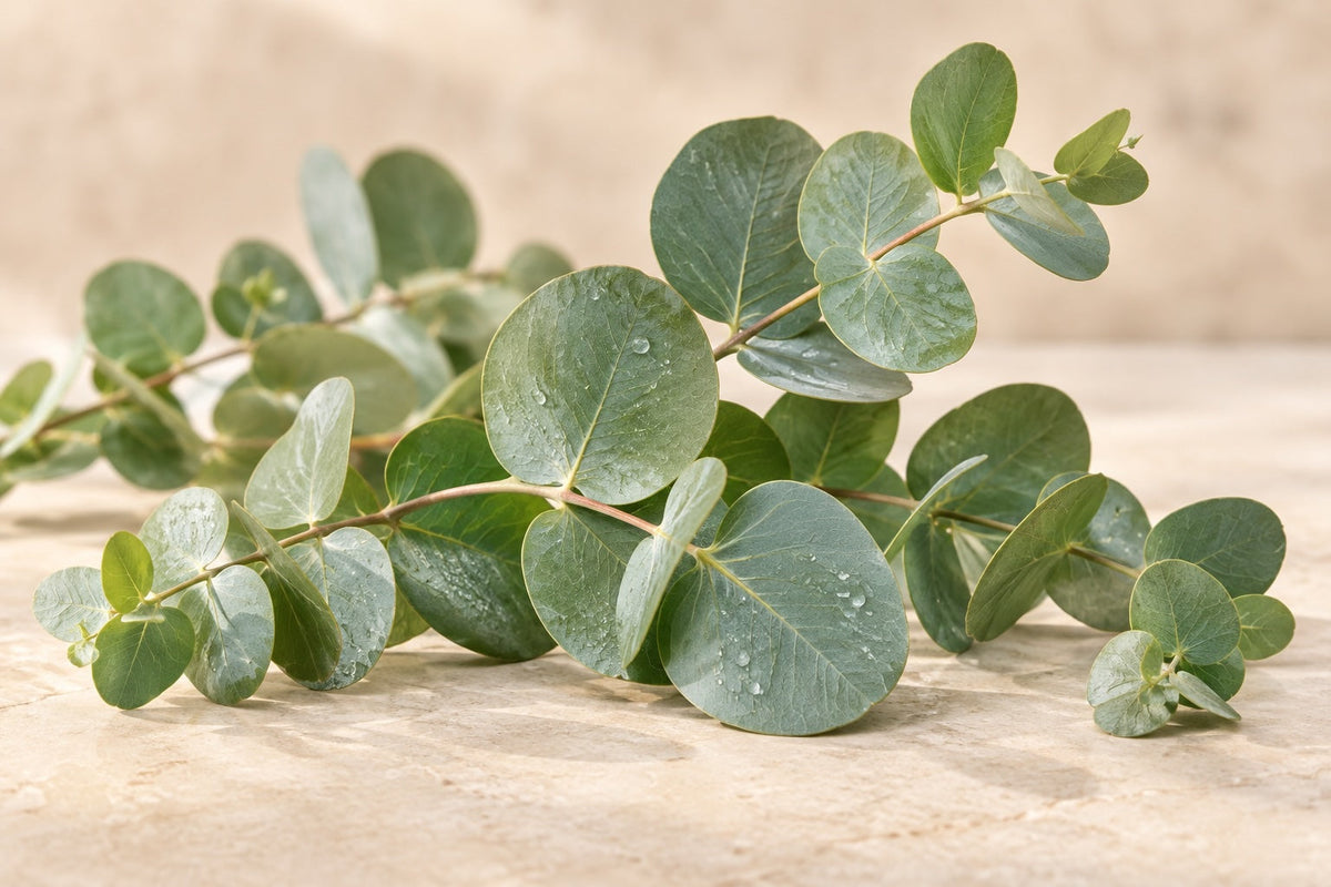 Eucalyptus Fragrance Bath & Shower Products