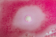 Ice Queen Bath Bomb